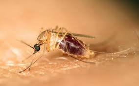 Cat-Que virus is not at all perceived as a major public health threat