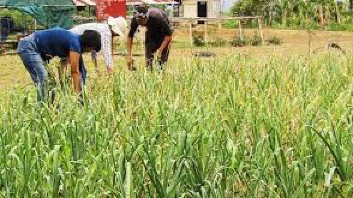 Centre called for farmers' movement on integrated soil nutrient management