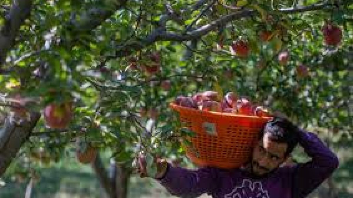 Extension of MIS for apple procurement in J&K approved