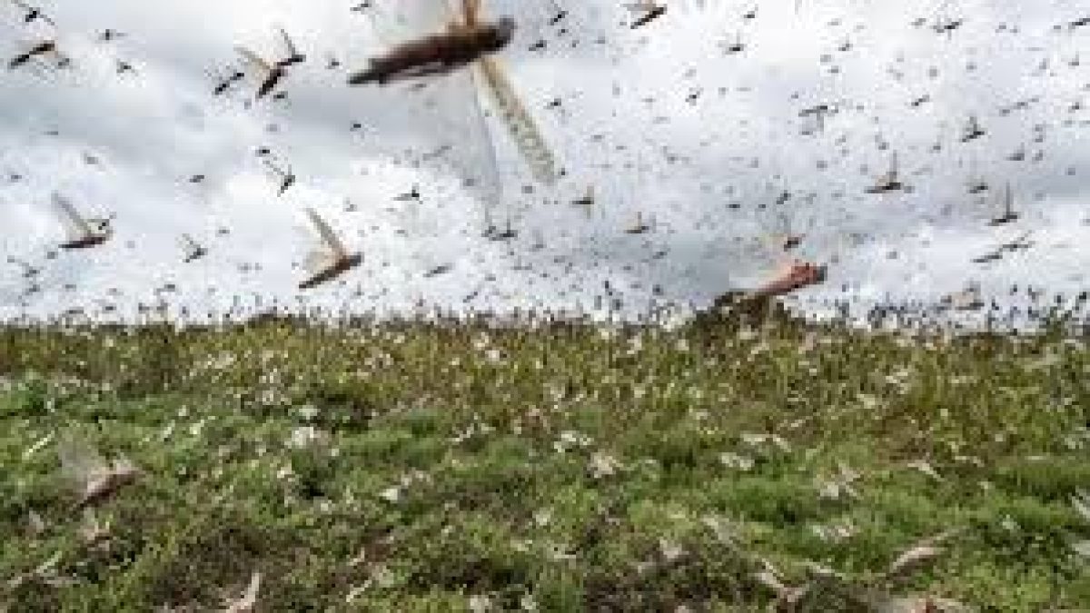 HIL INDIA to provide locust control Pesticide to Iran