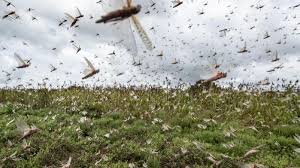 HIL INDIA to provide locust control Pesticide to Iran