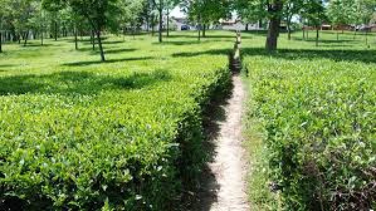 ICMR to use Kangra Tea to lower coronavirus activity