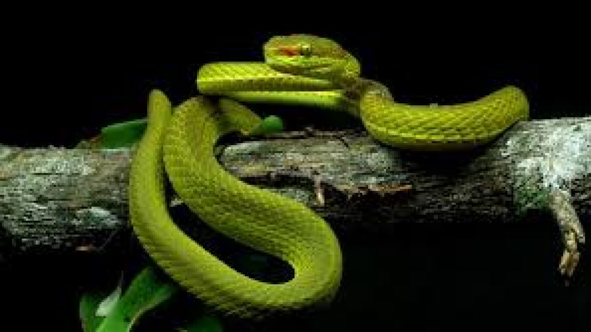 Indian herpetologists discover new viper species in Arunachal Pradesh
