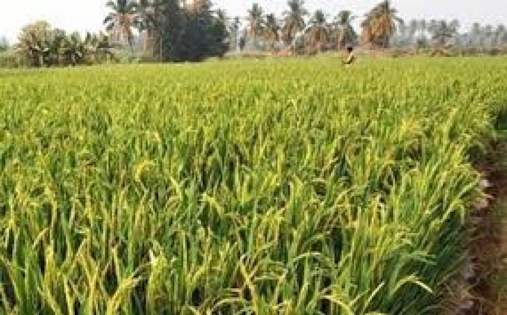 Indian researchers explored new possibilities to increase paddy yield