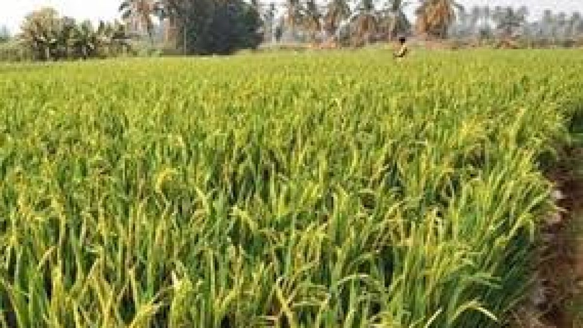Indian researchers explored new possibilities to increase paddy yield