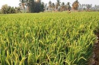 Indian researchers explored new possibilities to increase paddy yield