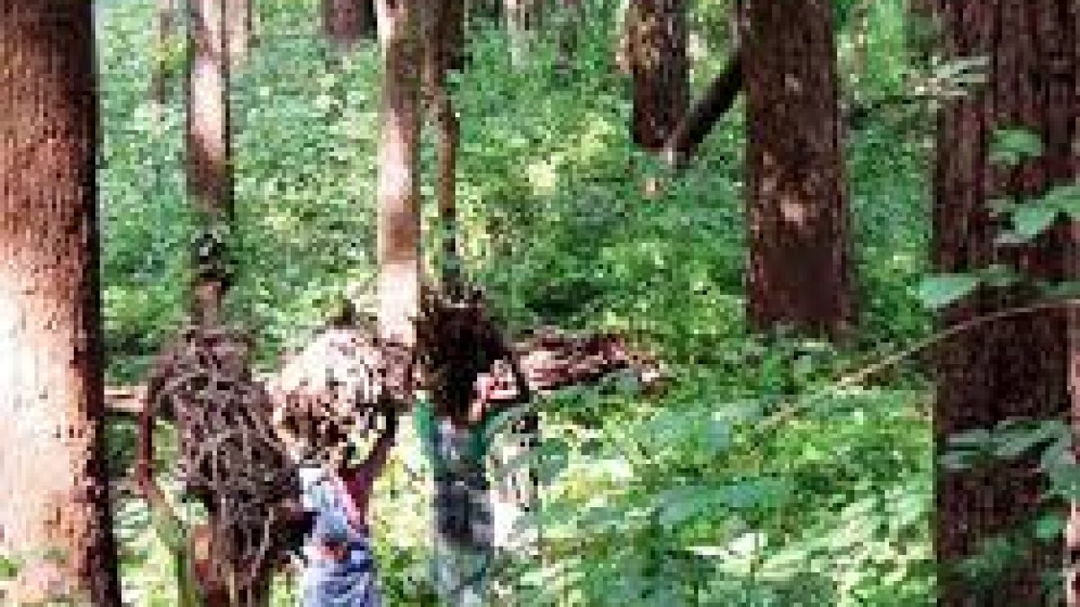 Indira Van Mitan Yojana