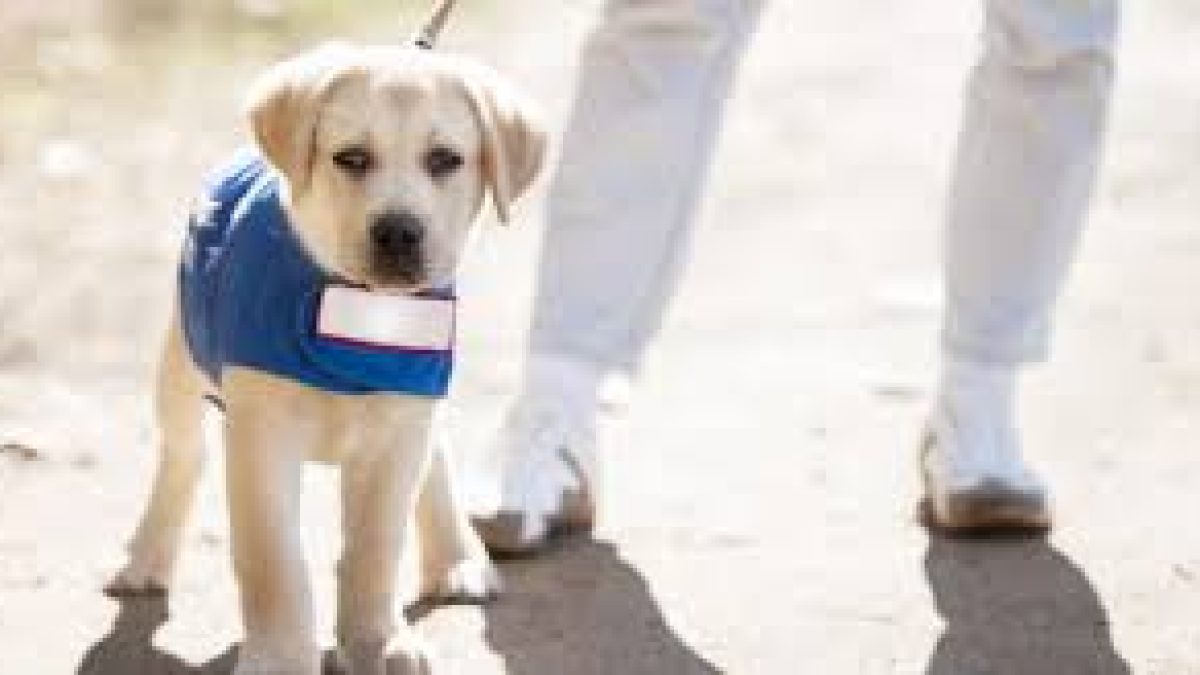 International Guide Dog Day 2020