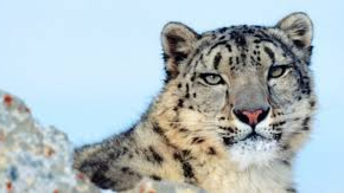 International Snow Leopard Day 2020