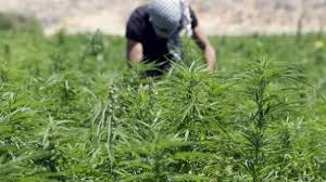 Lebanon legalizes cannabis farming in the country