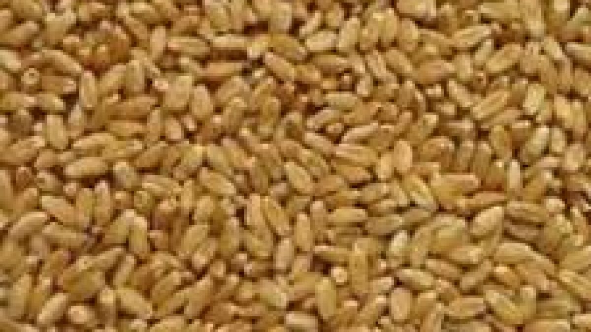 New wheat variety MACS-6478 in Maharashtra