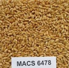 New wheat variety MACS-6478 in Maharashtra