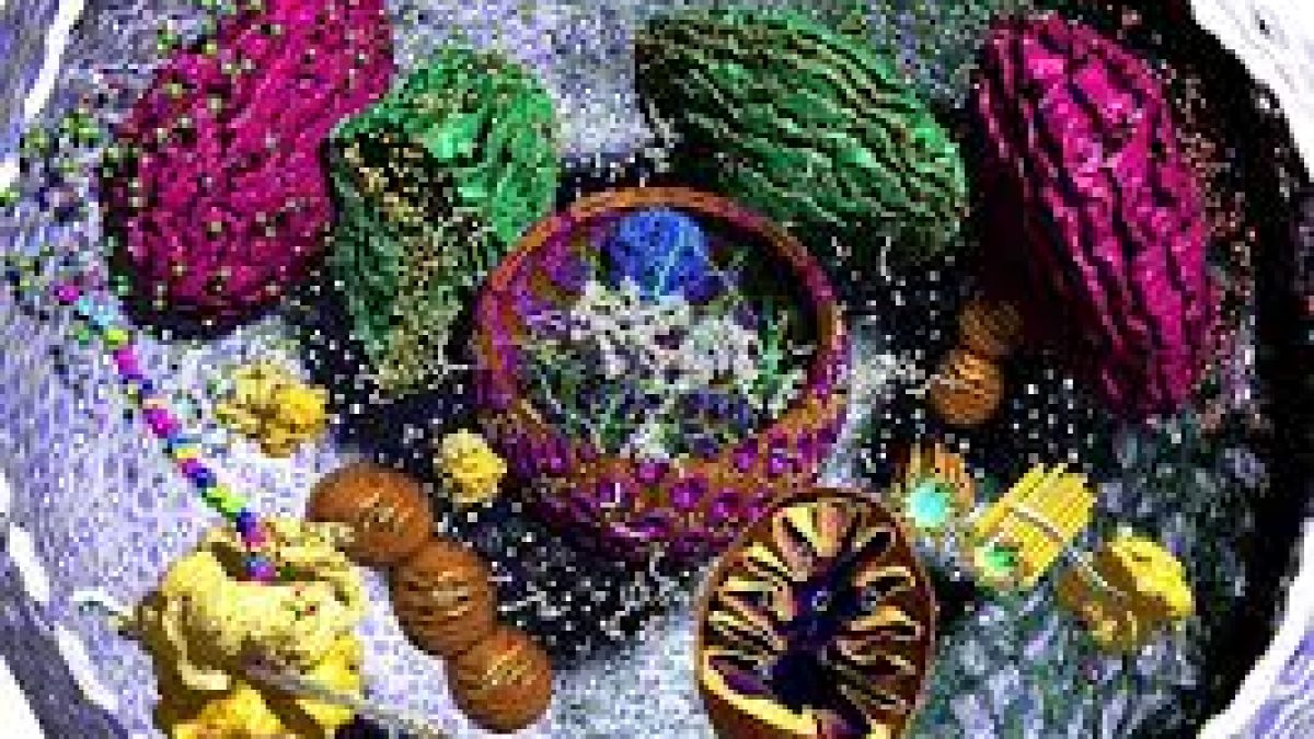 Novel process for synthesis of Quantum Dots used in photographing cellular organelles