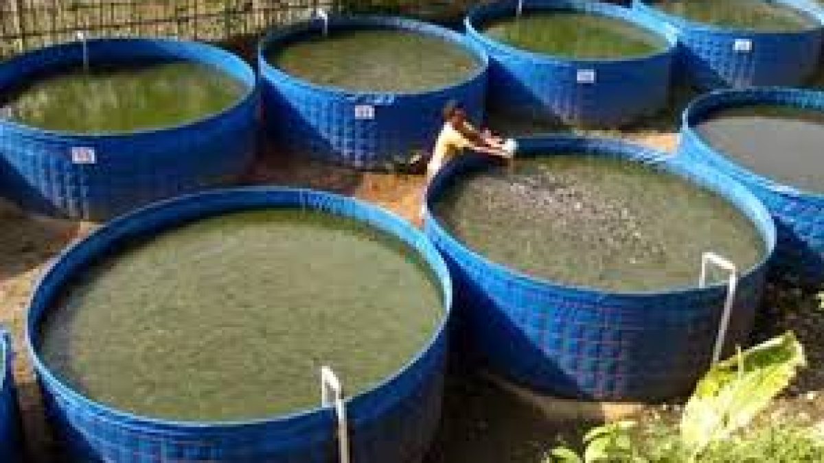 Odisha Biofloc Tech Fish Farming Scheme