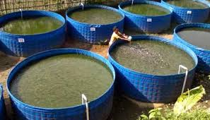 Odisha Biofloc Tech Fish Farming Scheme