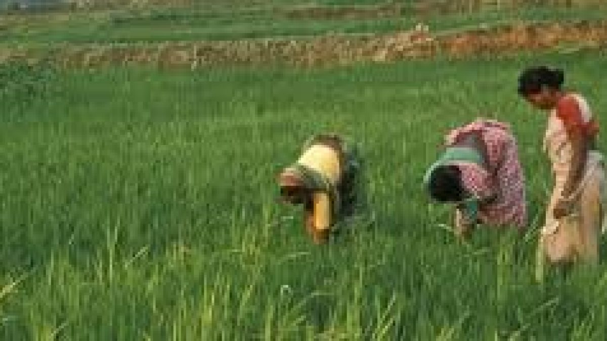 Registration Committee recommends banning use of TB drug on crops