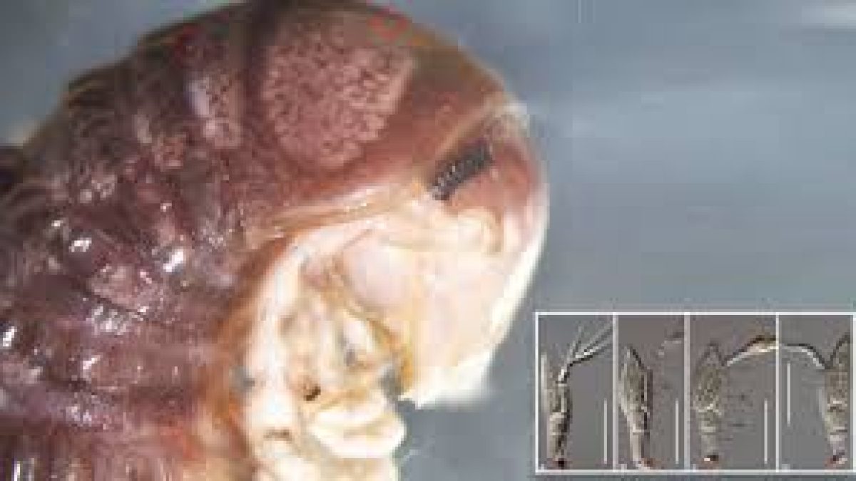 Researchers found a new species fungi: Troglomyces twitteri