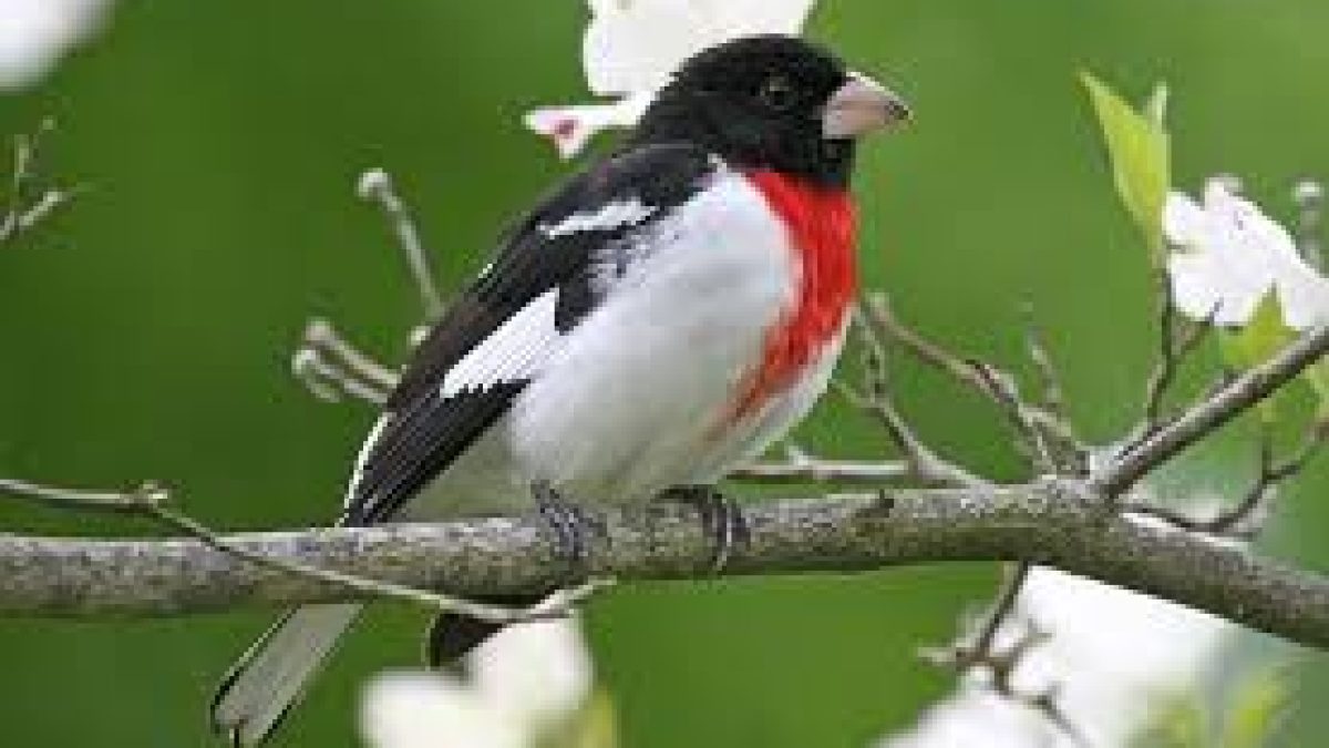 Rose-breasted Grosbeak