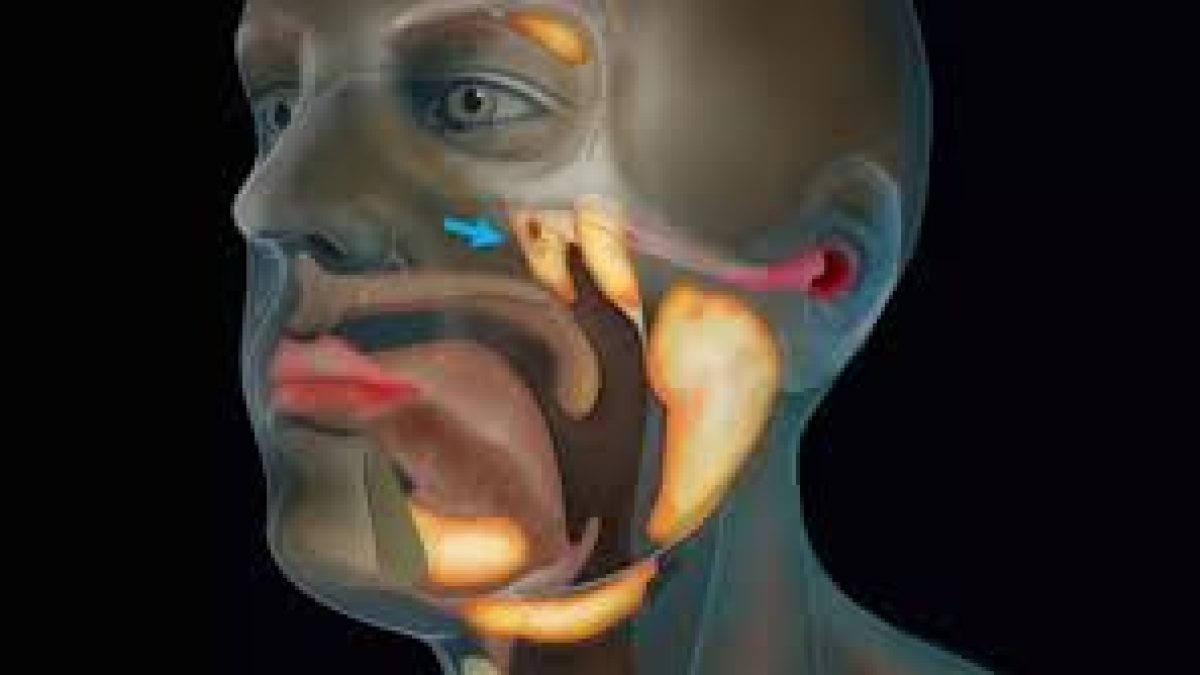 Scientists discover new organ in the human throat while studying prostrate cancer