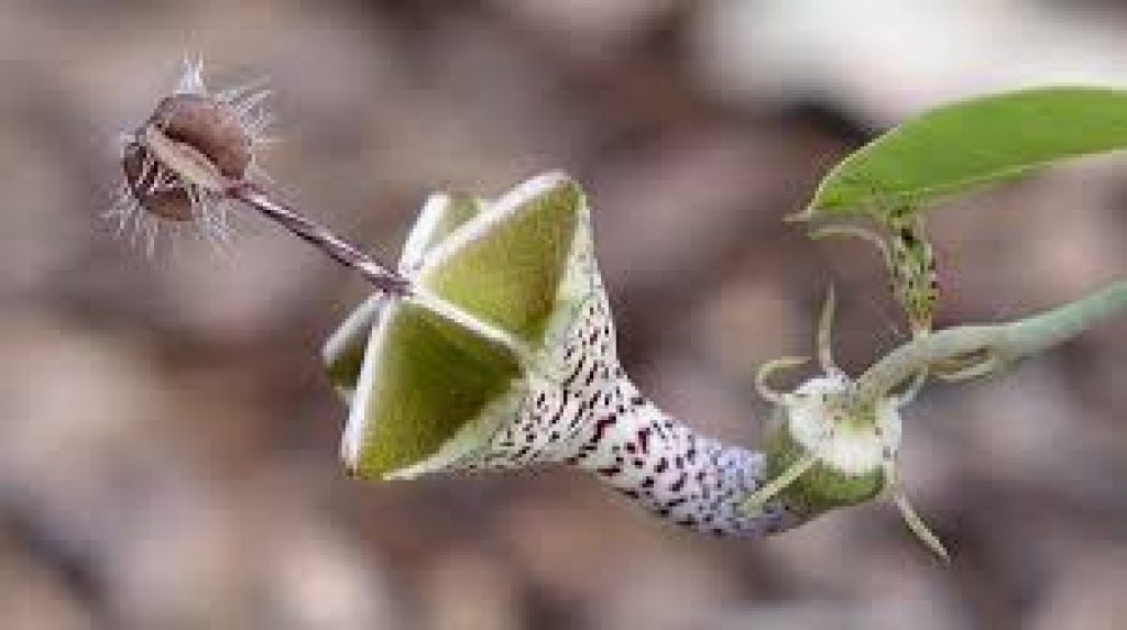 Study of flowering plant endemism of Northern Western Ghats