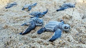 Thailand beaches lure leatherback sea turtles to build most nests