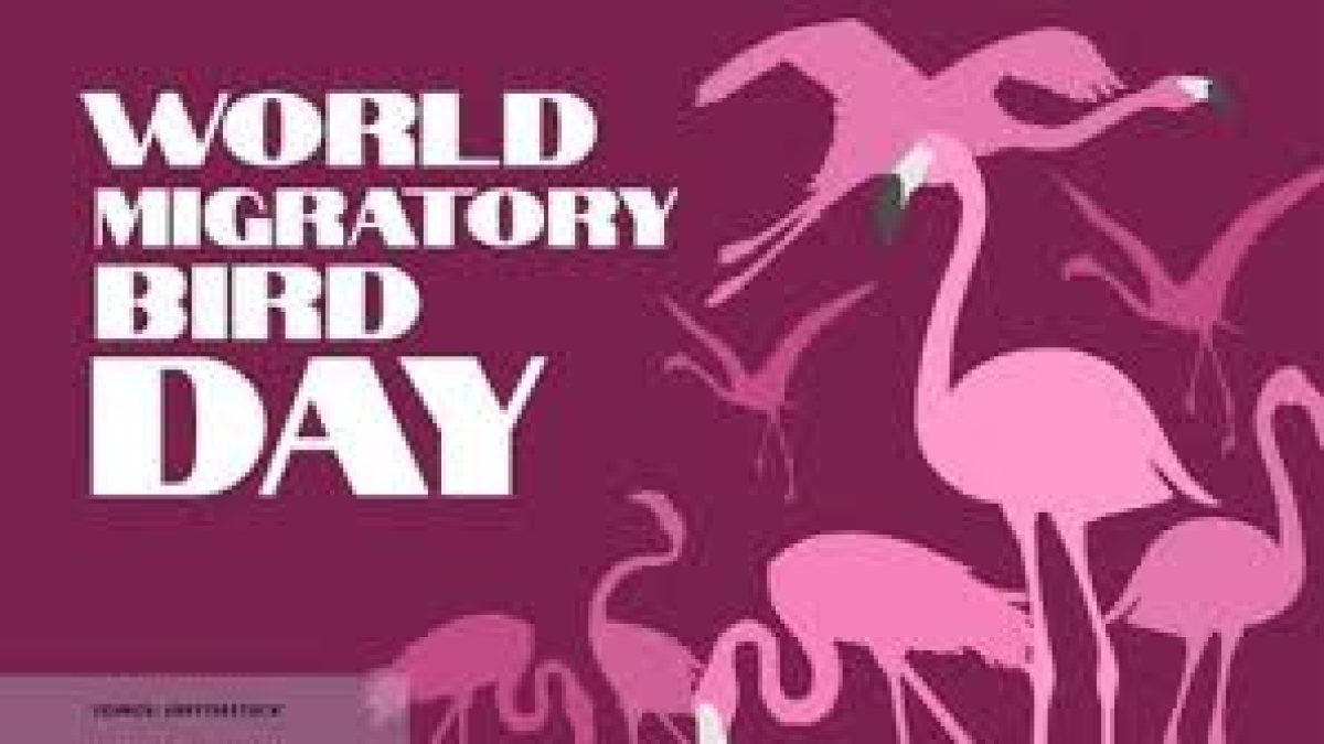 World Migratory Bird Day 2020
