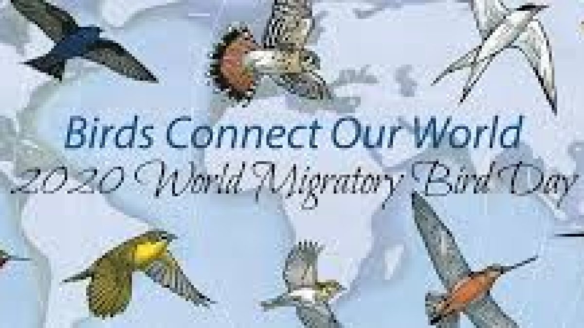 World Migratory Bird Day 2020