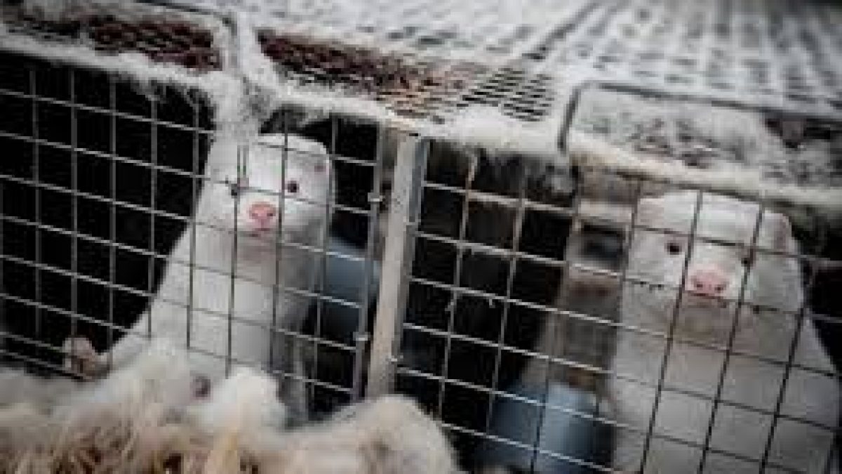 Denmark is culling its 17-million strong mink population