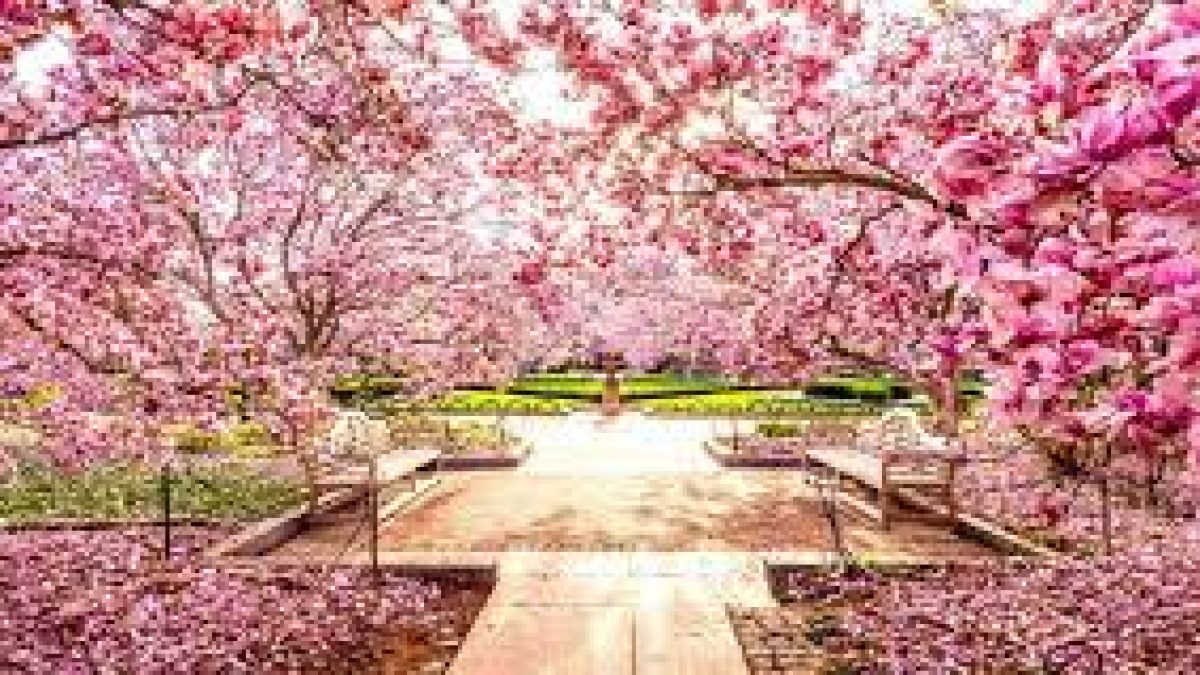 India International Cherry Blossom Festival