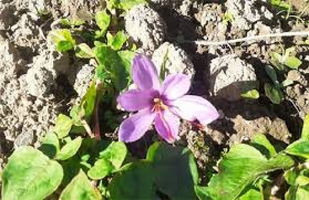 Saffron bowl of India extends to the North East