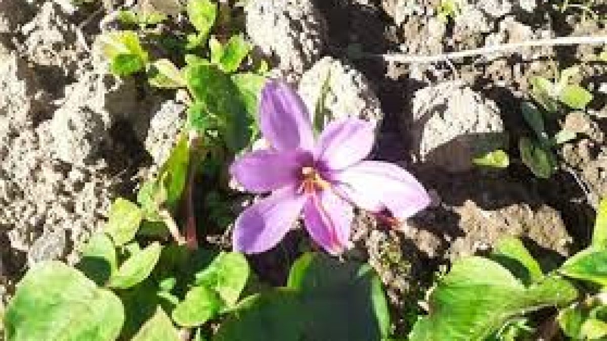 Saffron bowl of India extends to the North East