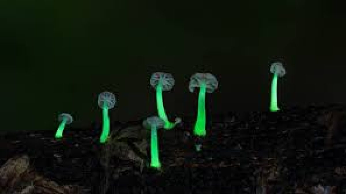 The mysterious case of glowing mushrooms in Meghalaya forests