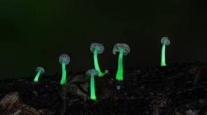 The mysterious case of glowing mushrooms in Meghalaya forests