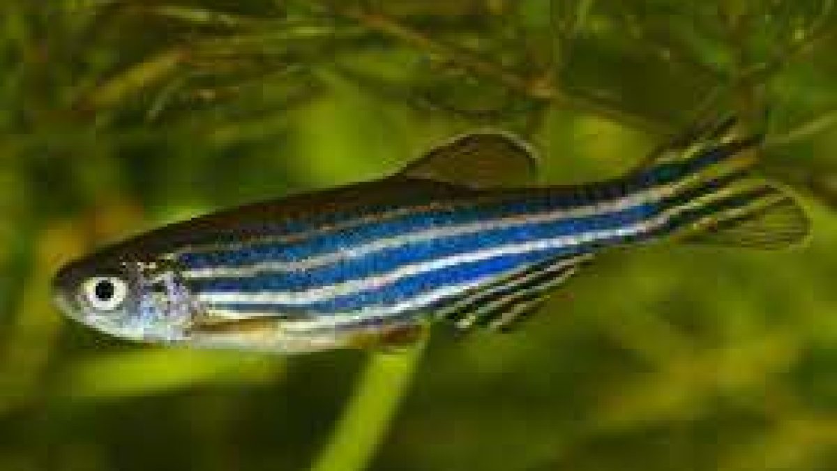 A zebrafish gene which can promote heart regeneration