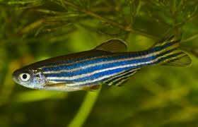 A zebrafish gene which can promote heart regeneration