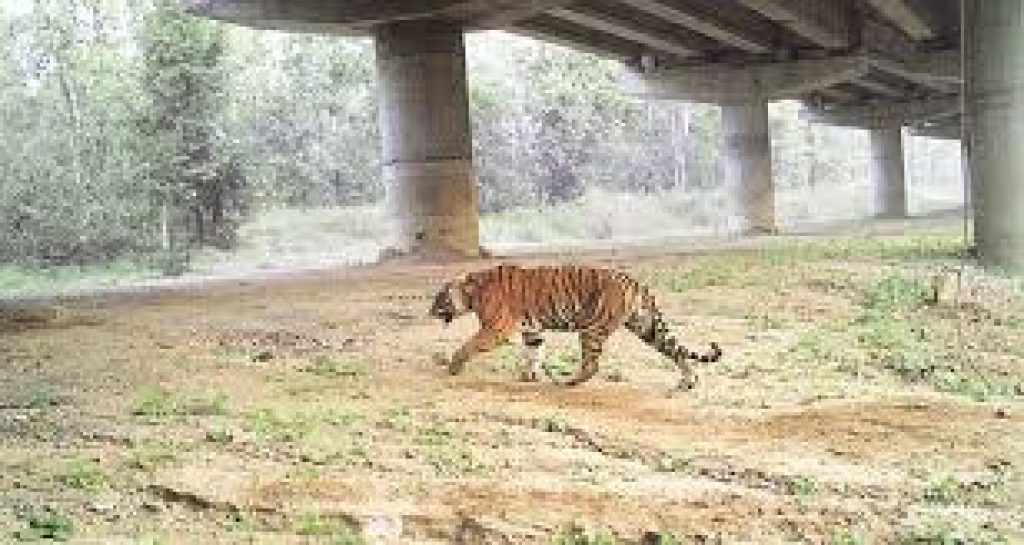 Building bridges in the forest to help wildlife