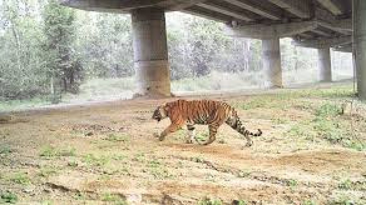 Building bridges in the forest to help wildlife