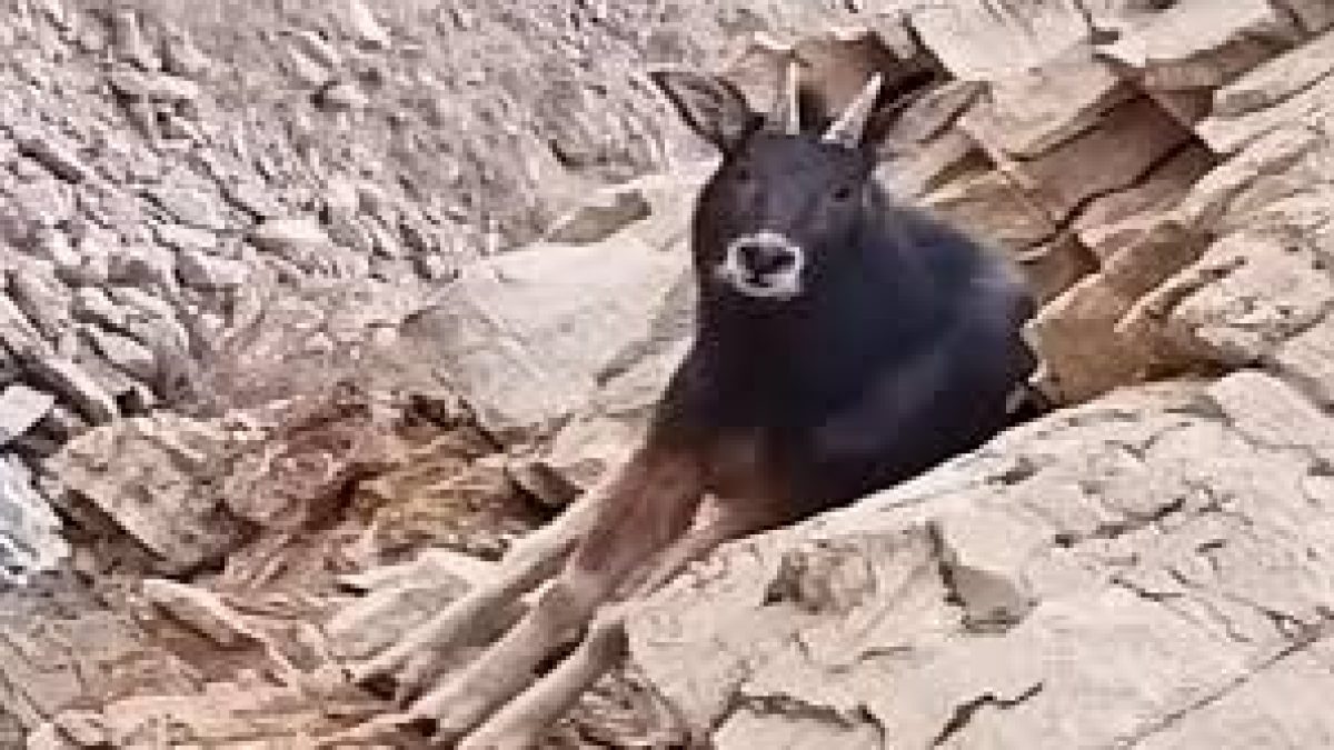 Extinct Himalayan Serow spotted in Spiti Valley