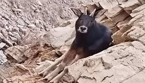 Extinct Himalayan Serow spotted in Spiti Valley