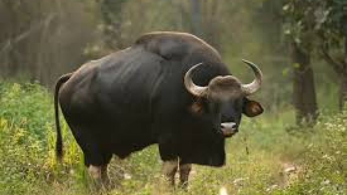 Indian Gaur
