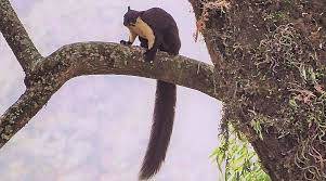 Malayan Giant Squirrel