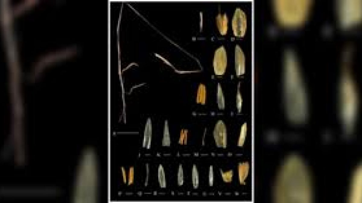 Novel Species of Muraingrass