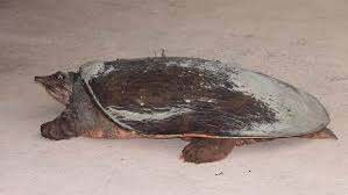 Professor rescues vulnerable turtle from Assam fish market