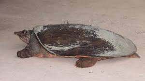 Professor rescues vulnerable turtle from Assam fish market