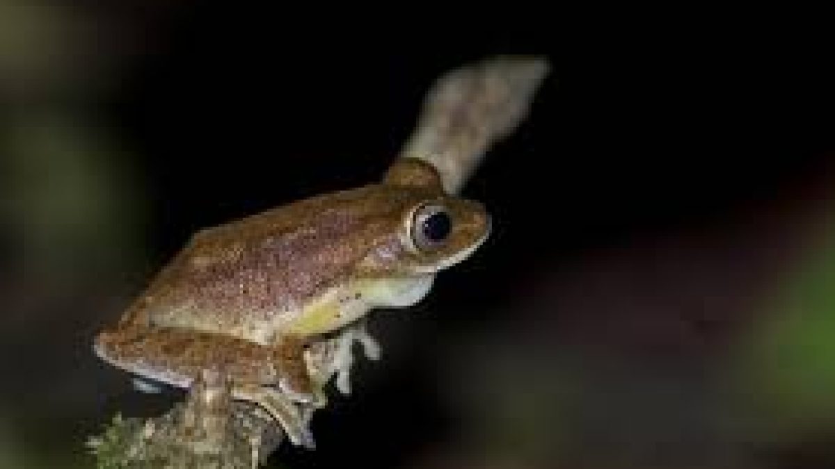 Rare Myristica Swamp Treefrog found in Vazhachal forest