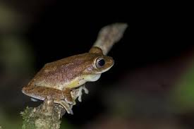 Rare Myristica Swamp Treefrog found in Vazhachal forest