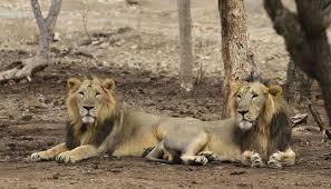 Significance of lions spotted in Gujarat’s Jasdan area