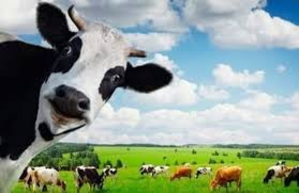 Ten universities to set up Kamdhenu Chairs