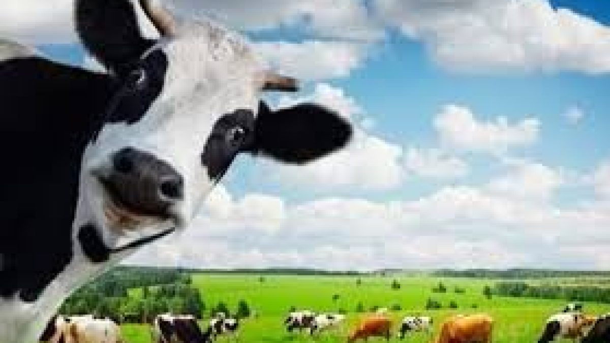 Ten universities to set up Kamdhenu Chairs