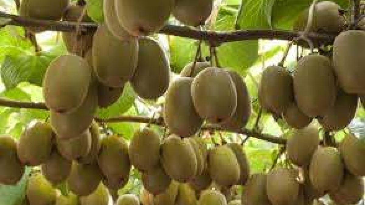 The rise of the ‘wild’ Arunachal kiwi